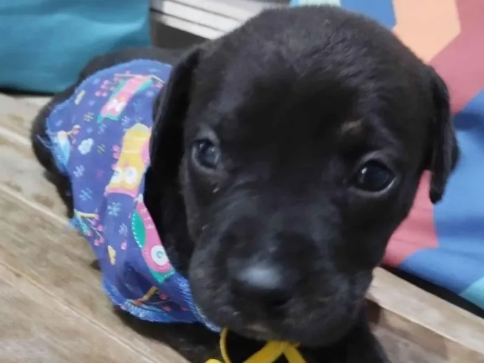 Cachorro ra a Pit-Bull idade Abaixo de 2 meses nome Filhotinhos de 30 dias