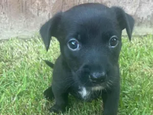 Cachorro raça SRD-ViraLata idade Abaixo de 2 meses nome Fernanda