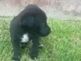 Danilo