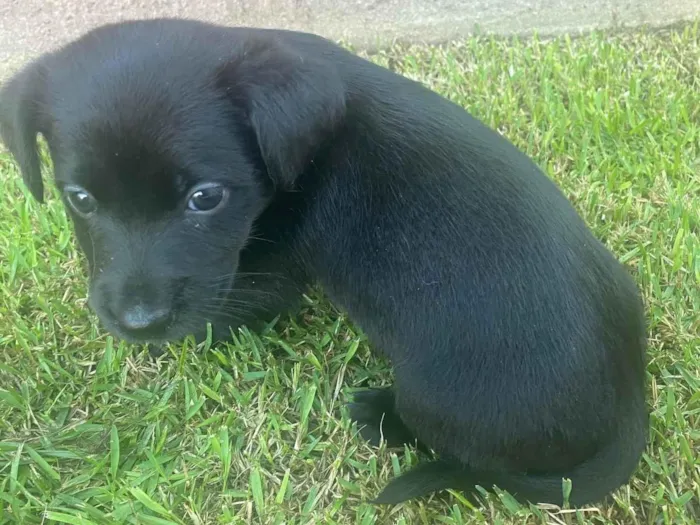 Cachorro ra a SRD-ViraLata idade Abaixo de 2 meses nome Emily 