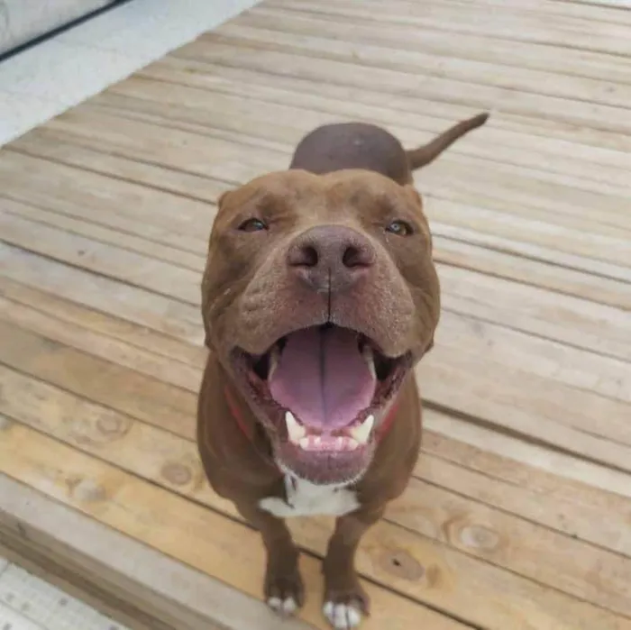 Cachorro ra a Pit-Bull idade 6 ou mais anos nome BARU