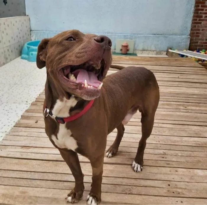 Cachorro ra a Pit-Bull idade 6 ou mais anos nome BARU