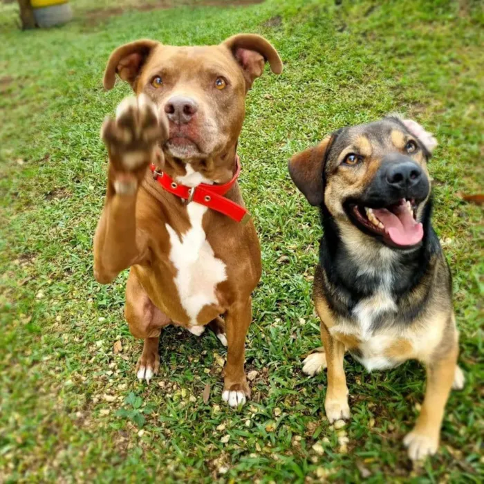 Cachorro ra a Pit-Bull idade 6 ou mais anos nome BARU