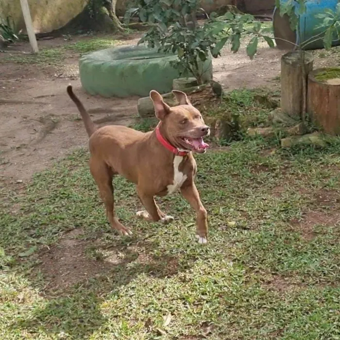 Cachorro ra a Pit-Bull idade 6 ou mais anos nome BARU