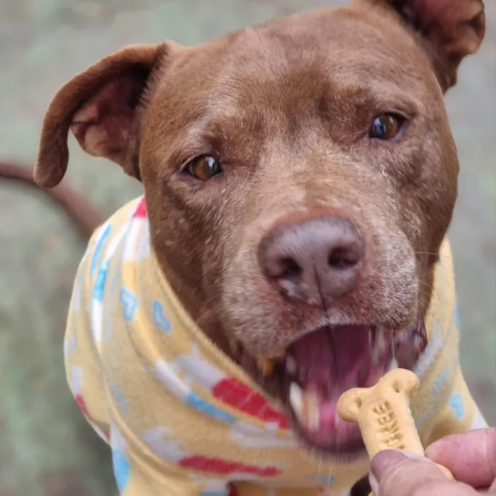 Cachorro ra a Pit-Bull idade 6 ou mais anos nome BARU