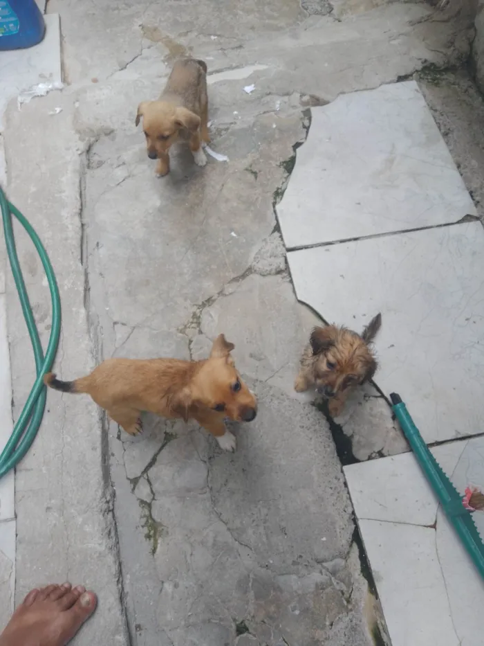 Cachorro ra a Vira lata  idade 2 a 6 meses nome Sem nome 