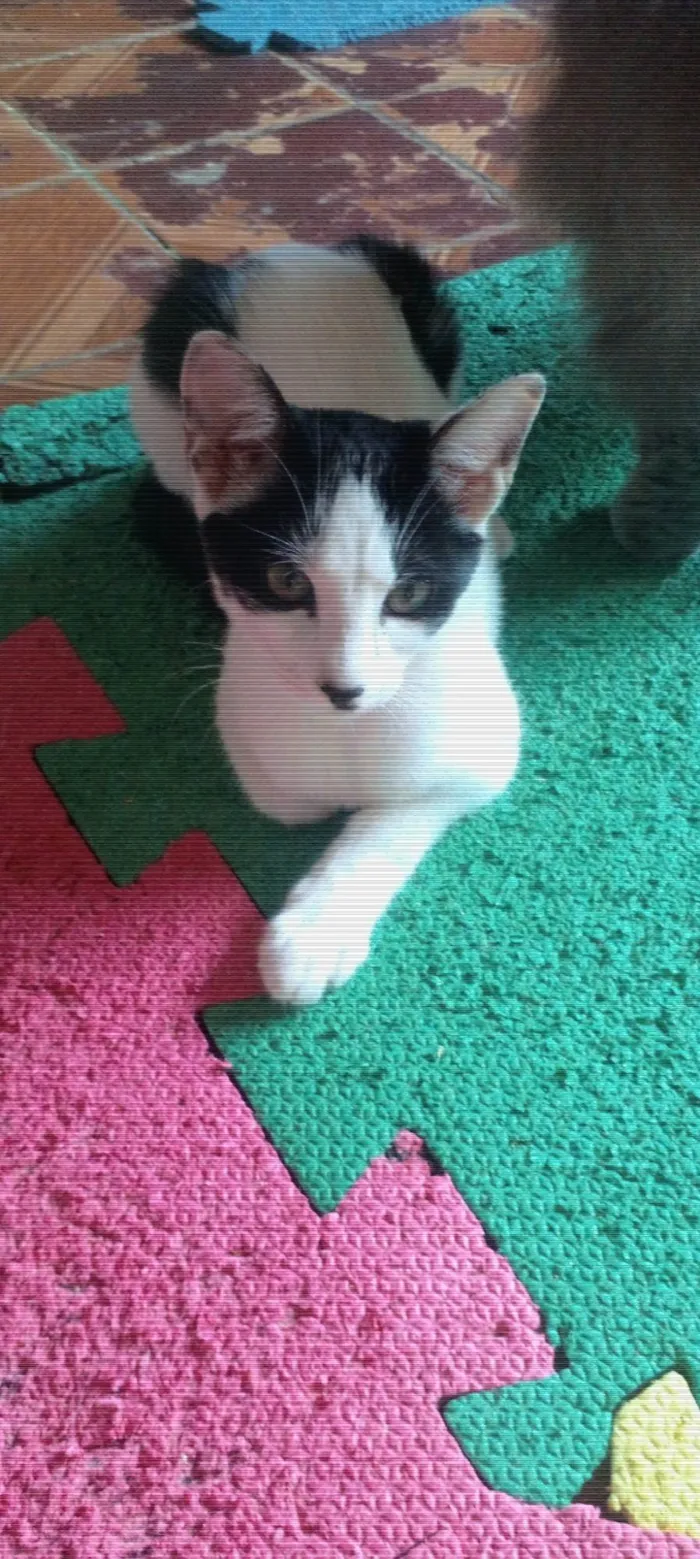 Gato ra a Srd idade 2 a 6 meses nome Samy/ Joy e Zyan 