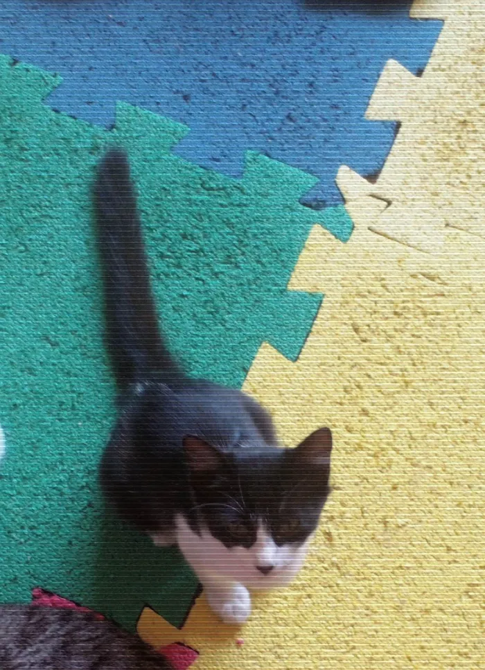 Gato ra a Srd idade 2 a 6 meses nome Samy/ Joy e Zyan 