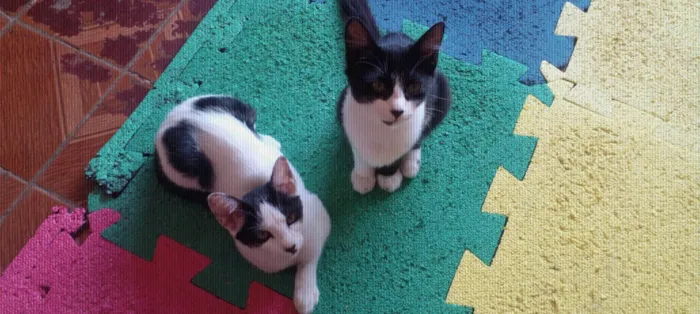Gato ra a Srd idade 2 a 6 meses nome Samy/ Joy e Zyan 