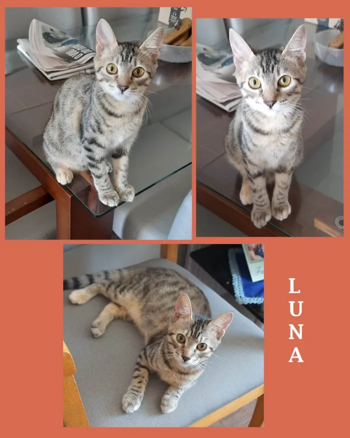 Gato ra a SRD-ViraLata idade 2 a 6 meses nome LUNA