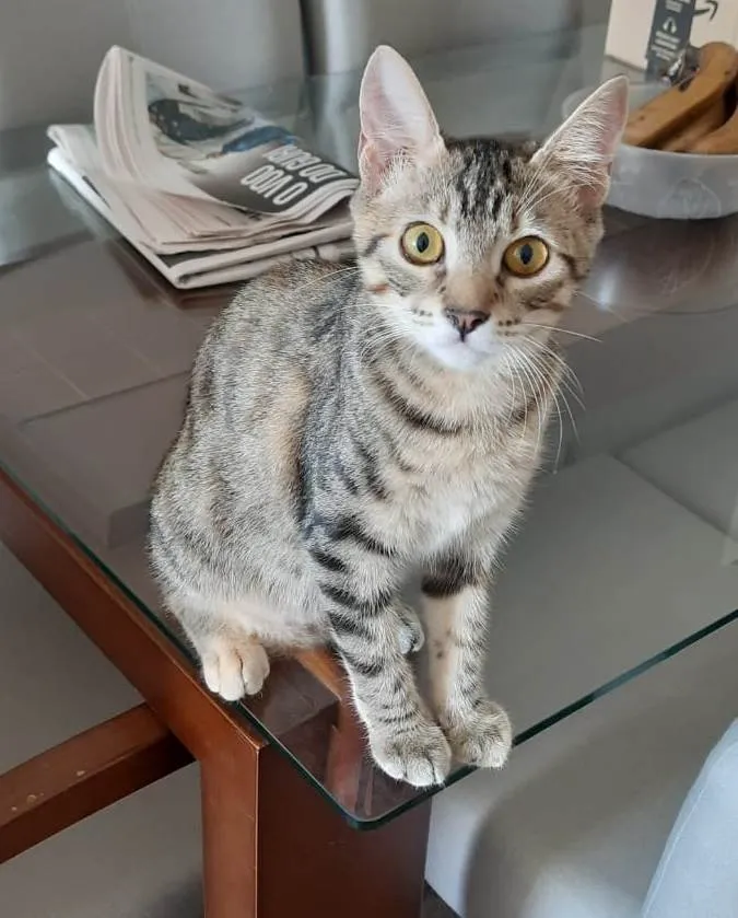 Gato ra a SRD-ViraLata idade 2 a 6 meses nome LUNA