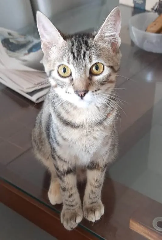 Gato ra a SRD-ViraLata idade 2 a 6 meses nome LUNA