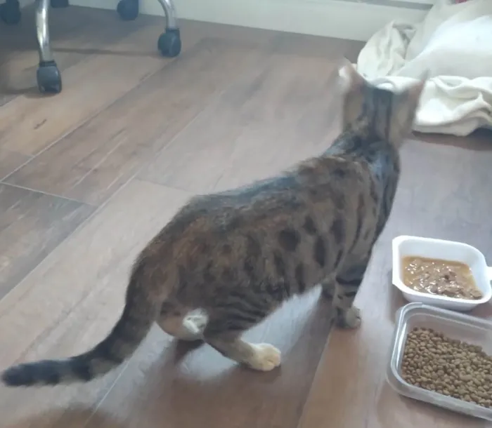 Gato ra a SRD-ViraLata idade 2 a 6 meses nome LUNA