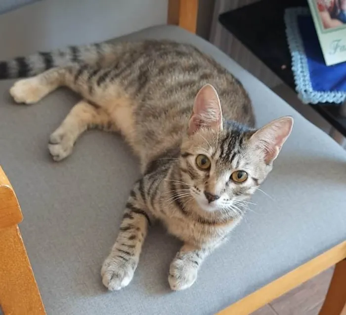 Gato ra a SRD-ViraLata idade 2 a 6 meses nome LUNA