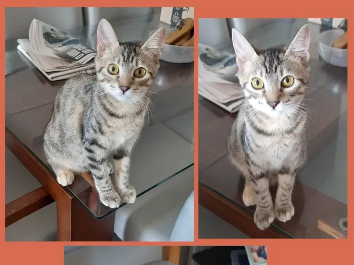 Gato ra a SRD-ViraLata idade 2 a 6 meses nome LUNA
