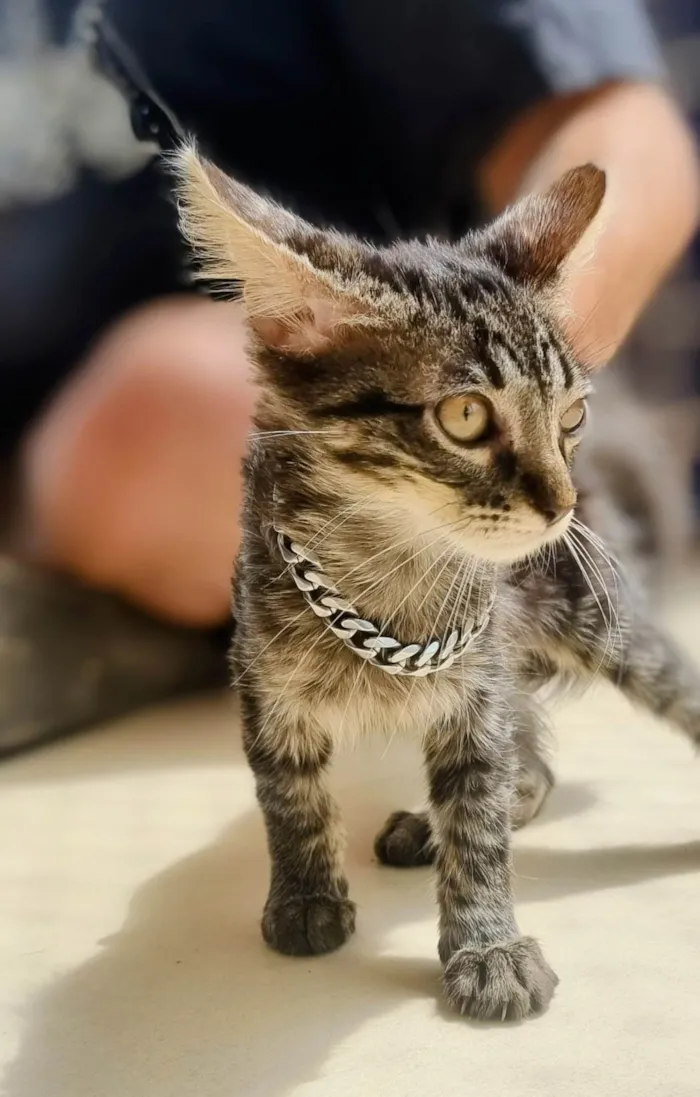 Cachorro ra a Sem raça definida  idade Abaixo de 2 meses nome Sem nome 