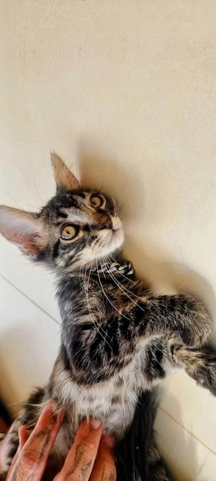Cachorro ra a Sem raça definida  idade Abaixo de 2 meses nome Sem nome 