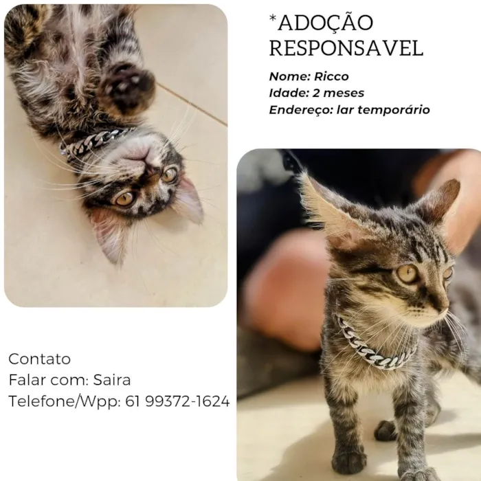 Cachorro ra a Sem raça definida  idade Abaixo de 2 meses nome Sem nome 