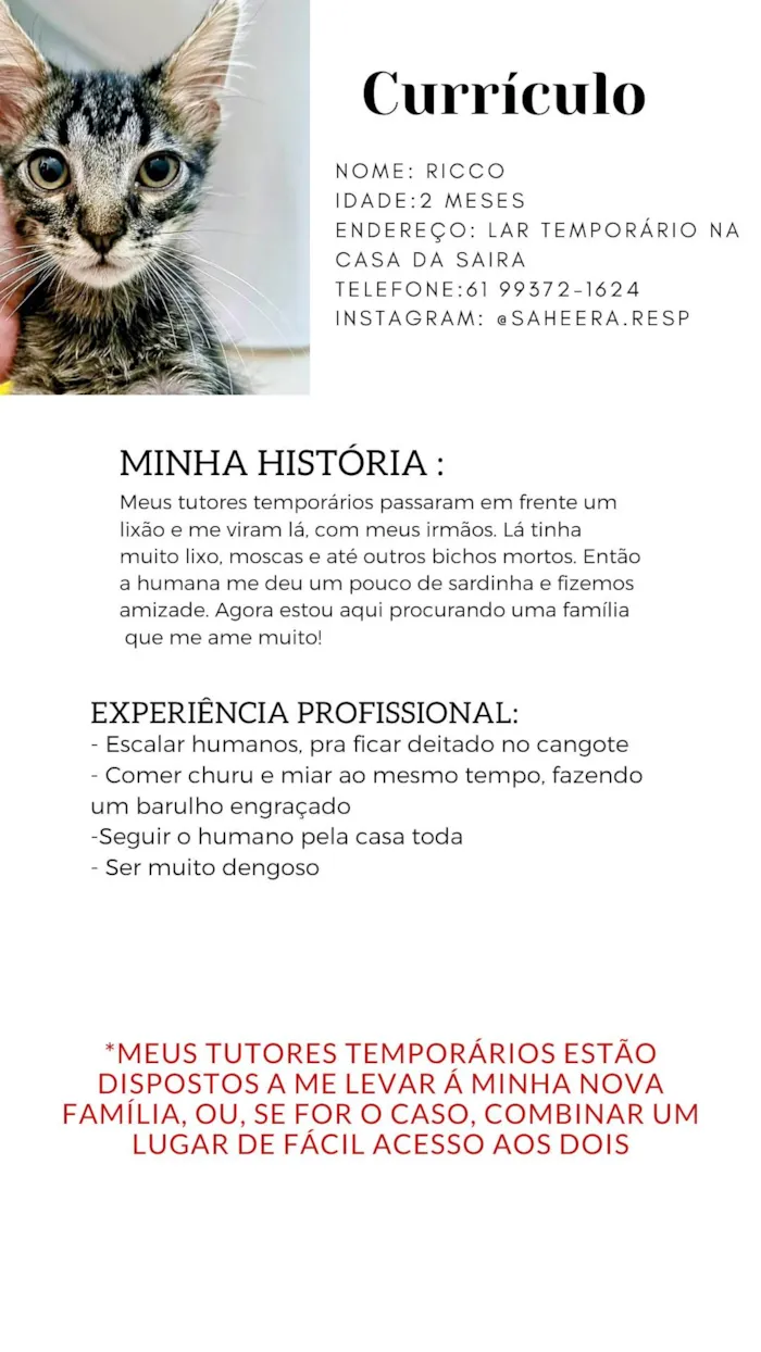 Cachorro ra a Sem raça definida  idade Abaixo de 2 meses nome Sem nome 