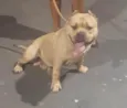 Biscoito