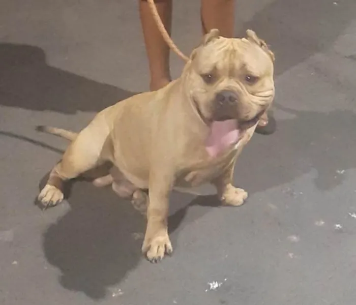 Cachorro ra a American Bully idade 3 anos nome Biscoito