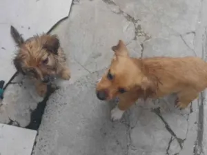 Cachorro raça Vira lata  idade 2 a 6 meses nome Sem nome 