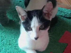 Gato raça Srd idade 2 a 6 meses nome Samy/ Joy e Zyan 