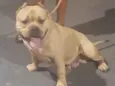 Biscoito