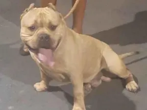 Cachorro raça American Bully idade 3 anos nome Biscoito