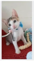 DALILA