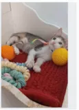DALILA