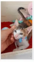 DALILA