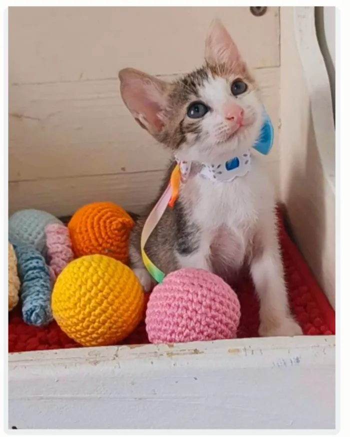 Gato ra a srd idade 2 a 6 meses nome DALILA