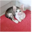 DALILA