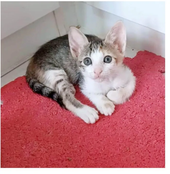 Gato ra a srd idade 2 a 6 meses nome DALILA