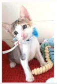DALILA