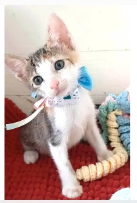 Gato ra a srd idade 2 a 6 meses nome DALILA