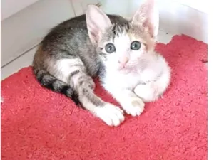 Gato raça srd idade 2 a 6 meses nome DALILA