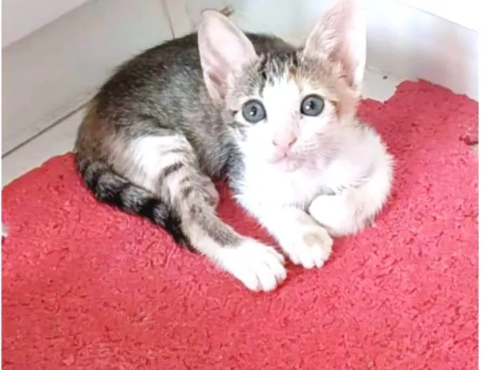 Gato ra a srd idade 2 a 6 meses nome DALILA