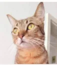 NALA
