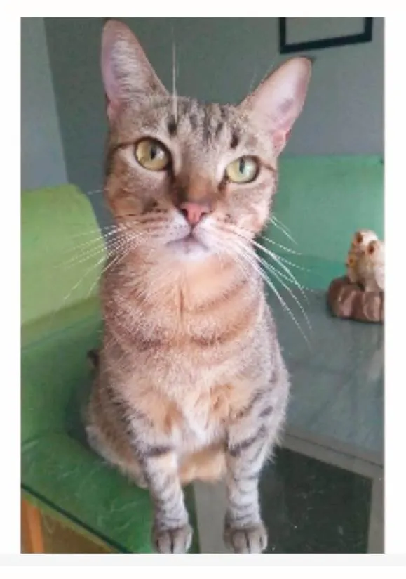 Gato ra a srd tigradinha  idade 2 anos nome NALA