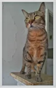 NALA