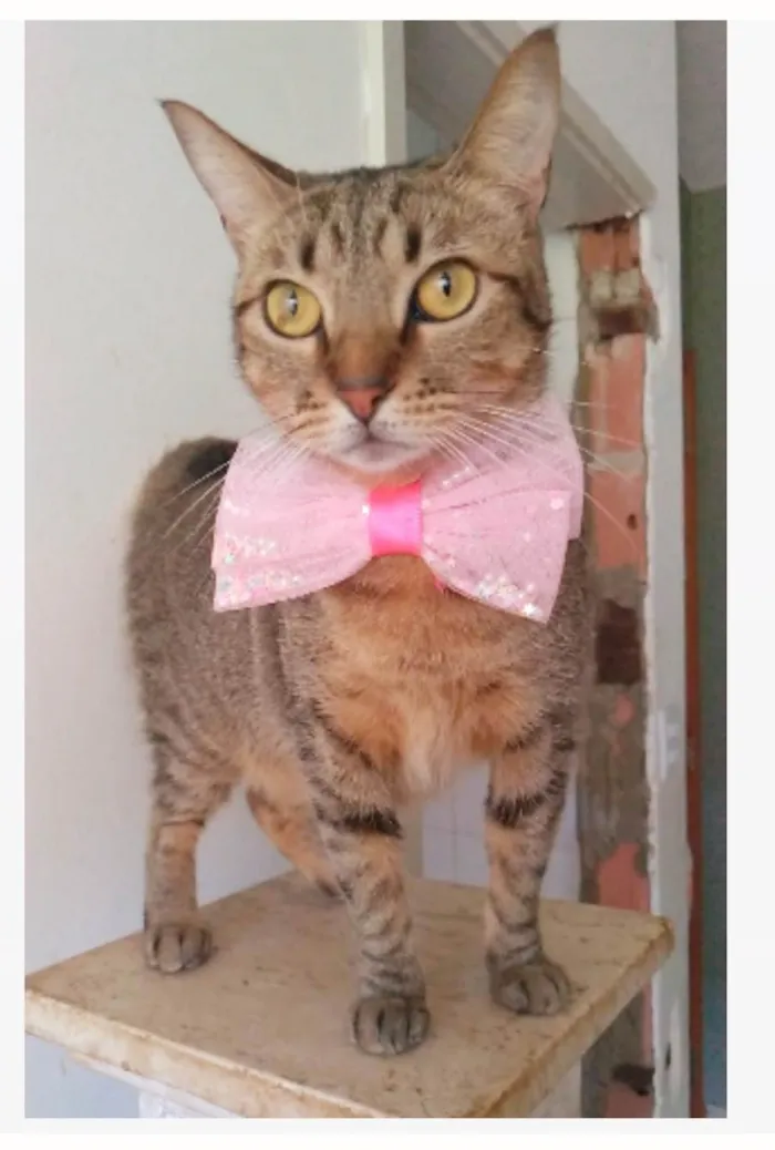 Gato ra a srd tigradinha  idade 2 anos nome NALA