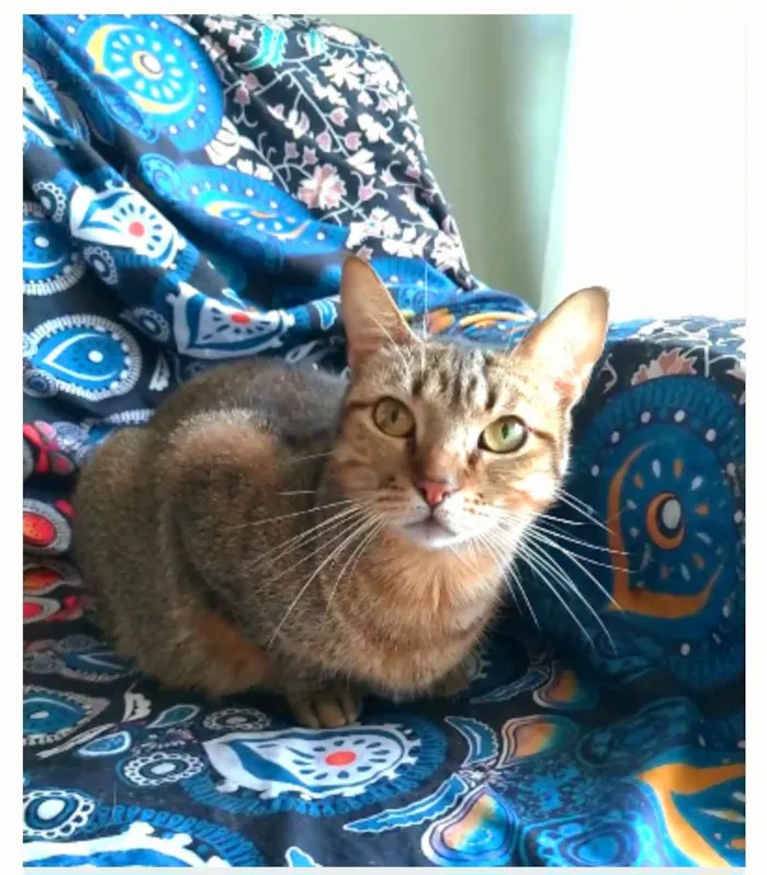 Gato ra a srd tigradinha  idade 2 anos nome NALA