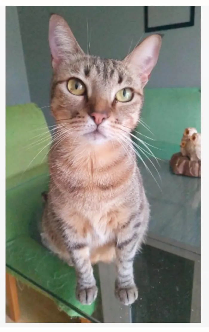 Gato ra a srd tigradinha  idade 2 anos nome NALA