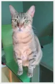 NALA