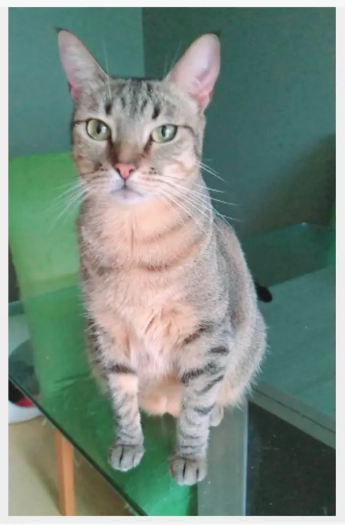 Gato ra a srd tigradinha  idade 2 anos nome NALA