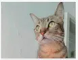NALA