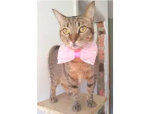 Gato raça srd tigradinha  idade 2 anos nome NALA