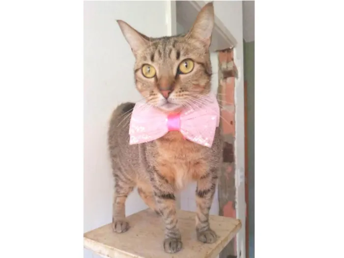 Gato ra a srd tigradinha  idade 2 anos nome NALA